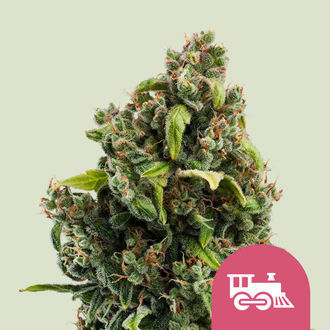 Candy Kush Express - Rychle kvetouc&iacute; (Royal Queen Seeds) feminizovan&aacute;