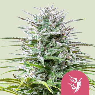 Speedy Chile - Rychle kvetouc&iacute; (Royal Queen Seeds) feminizovan&aacute;