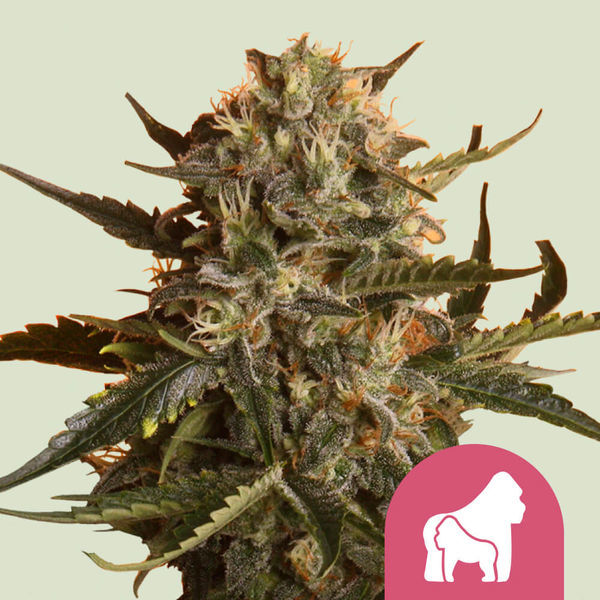 Mother Gorilla (Royal Queen Seeds) feminizovaná