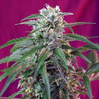 Green Poison Auto (Sweet Seeds) feminizovan&aacute;