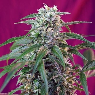 Green Poison Auto (Sweet Seeds) feminizovan&aacute;