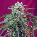 Green Poison Auto (Sweet Seeds) feminizovaná