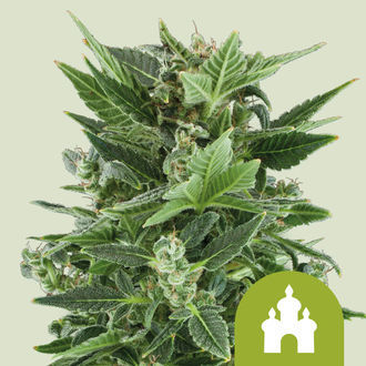 Royal Kush Samonakv&eacute;tac&iacute; (Royal Queen Seeds) feminizovan&aacute;