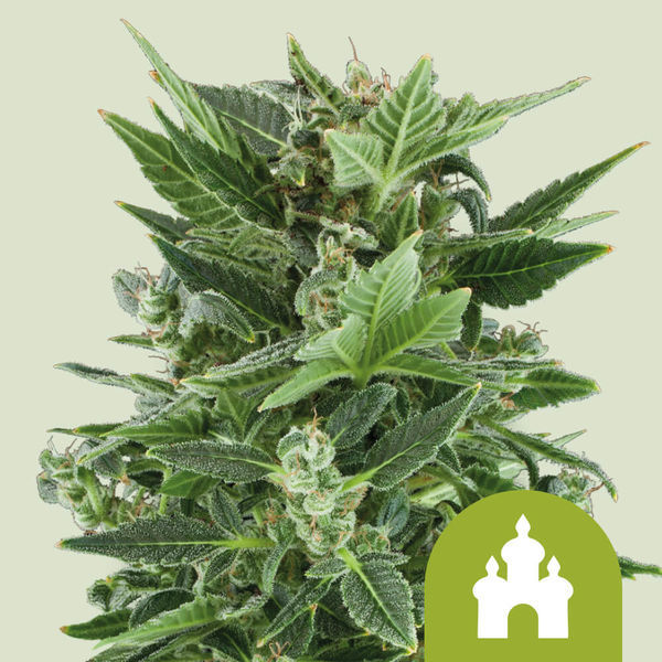 Royal Kush Samonakvétací (Royal Queen Seeds) feminizovaná