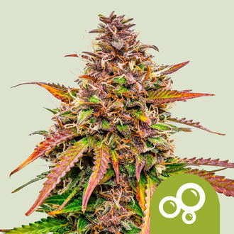 Bubble Kush Samonakv&eacute;tac&iacute; (Royal Queen Seeds) feminizovan&aacute;