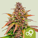 Bubble Kush Samonakvétací (Royal Queen Seeds) feminizovaná