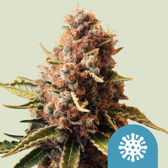 Euphoria (Royal Queen Seeds) feminizovan&aacute;