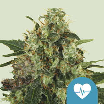 Medical Mass (Royal Queen Seeds) feminizovan&aacute;