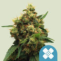 Painkiller XL (Royal Queen Seeds) feminizovaná