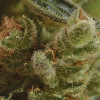 One To One (CBD Seeds) feminizovan&aacute;