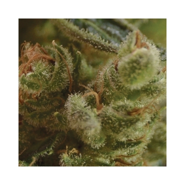 One To One (CBD Seeds) feminizovaná