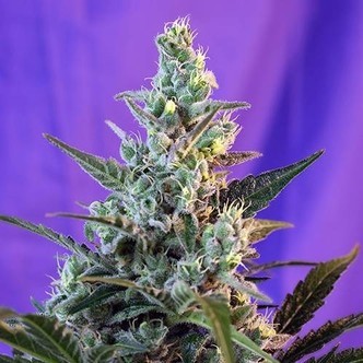 Sweet Skunk Auto (Sweet Seeds) feminizovan&aacute;