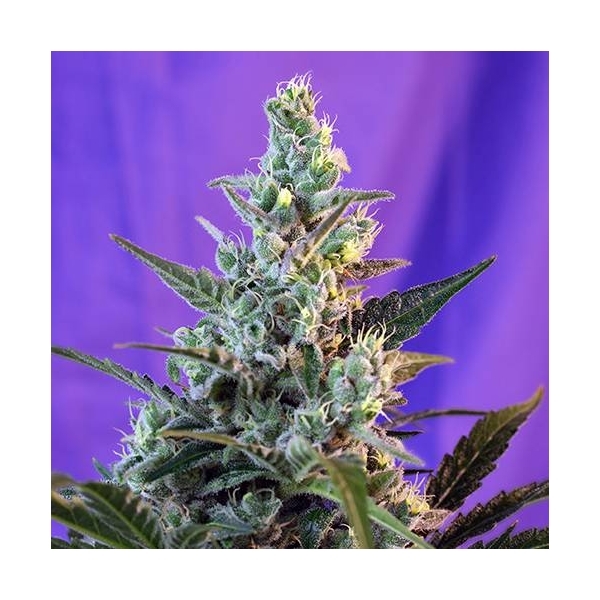 Sweet Skunk Auto (Sweet Seeds) feminizovaná