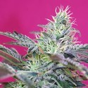 Sweet Cheese Auto (Sweet Seeds) feminizovaná