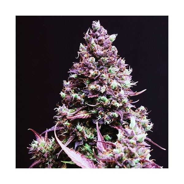 Cream Caramel Auto (Sweet Seeds) feminizovaná