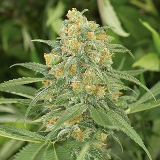 Green Crack 2.0 (Humboldt Seed Organization) feminizovan&aacute;