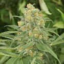 Green Crack 2.0 (Humboldt Seed Organization) feminizovaná