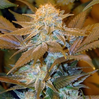 Critical HOG (T.H.Seeds) feminizovan&aacute;