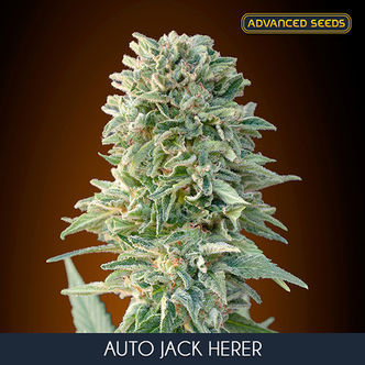 Auto Jack Herer (Advanced Seeds) feminizovan&aacute;