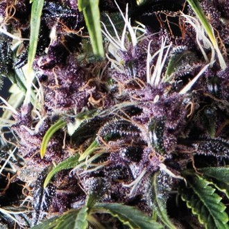 Auto Purple (Pyramid Seeds) feminizovan&eacute;
