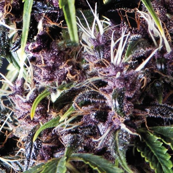 Auto Purple (Pyramid Seeds) feminizované