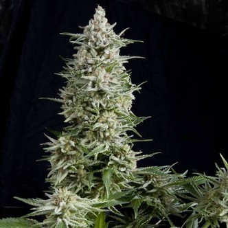 Amnesia Gold (Pyramid Seeds) feminizovan&aacute;