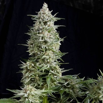 Amnesia Gold (Pyramid Seeds) feminizovan&aacute;