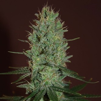 Amnesia Haze (Expert Seeds) feminizovan&aacute;