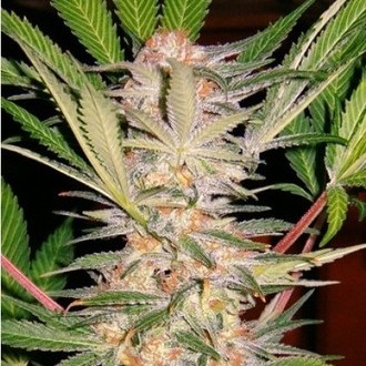 S.A.D. S1 (Sweet Seeds) feminizovan&aacute;