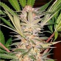 S.A.D. S1 (Sweet Seeds) feminizovaná