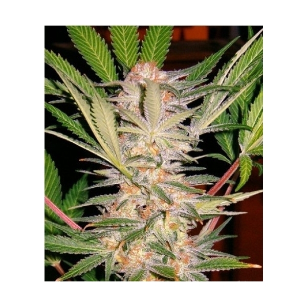 S.A.D. S1 (Sweet Seeds) feminizovaná