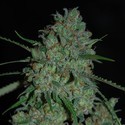 Afghan Skunk (Expert Seeds) feminizovaná