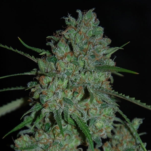 Afghan Skunk (Expert Seeds) feminizovaná