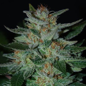 Blue Cheese (Expert Seeds) feminizovan&aacute;