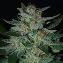 Blue Cheese (Expert Seeds) feminizovaná
