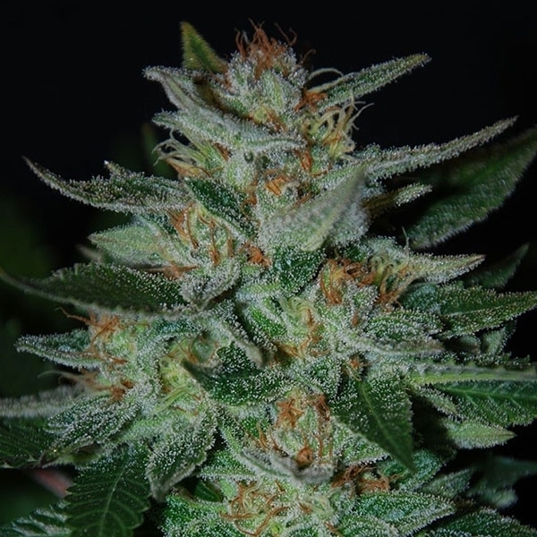 Blue Cheese (Expert Seeds) feminizovaná