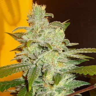 Northern Lights (Expert Seeds) feminizovan&aacute;