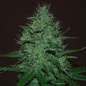 Amnesia Haze Samonakvétací (Expert Seeds) feminizovaná