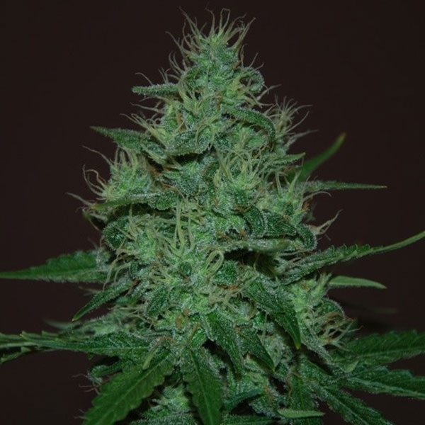 Amnesia Haze Samonakvétací (Expert Seeds) feminizovaná