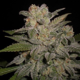 Northern Lights Auto (Expert Seeds) feminizovan&aacute;