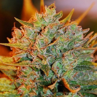 Northern Light x Big Bud Samonakv&eacute;tac&iacute; (Expert Seeds) feminizovan&aacute;