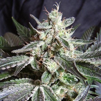 Black Jack (Sweet Seeds) feminizovan&aacute;