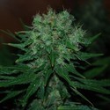 Blue Cheese Samonakvétací (Expert Seeds) feminizovaná