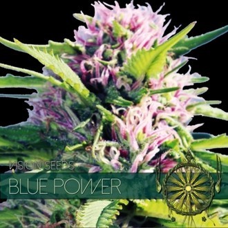 Blue Power (Vision Seeds) feminizovan&aacute;