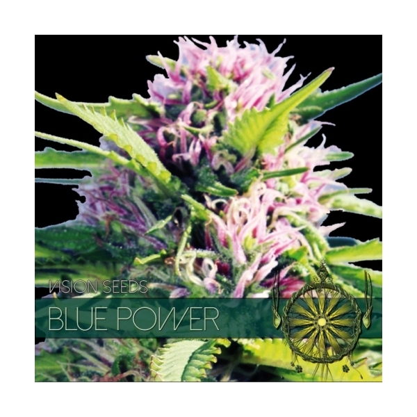 Blue Power (Vision Seeds) feminizovaná