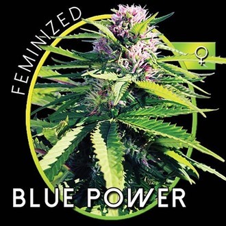 Blue Power (Vision Seeds) feminizovaná