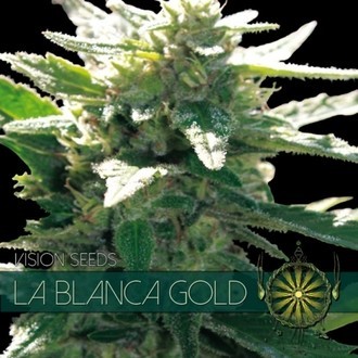La Blanca Gold (Vision Seeds) feminizovan&aacute;