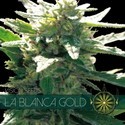La Blanca Gold (Vision Seeds) feminizovaná