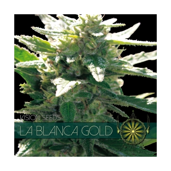 La Blanca Gold (Vision Seeds) feminizovaná