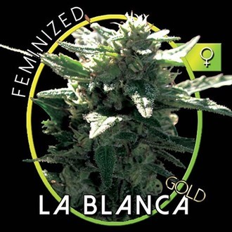 La Blanca Gold (Vision Seeds) feminizovaná